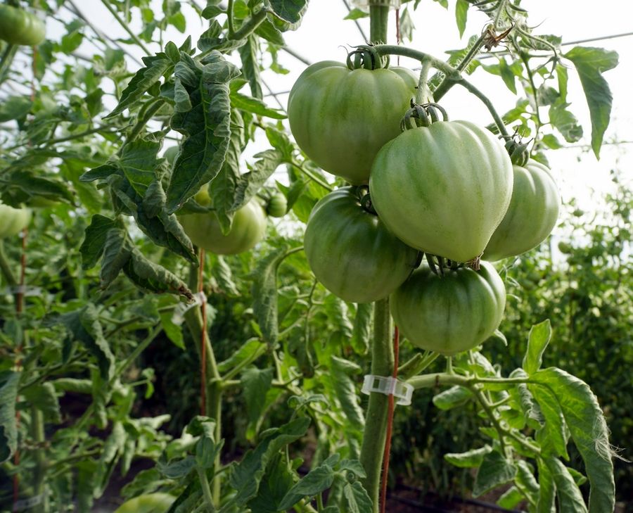 Smart Farm