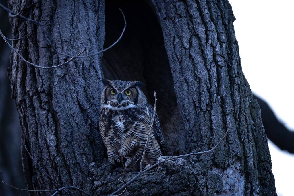 With expectations for snowy owl visits and breeding season for native