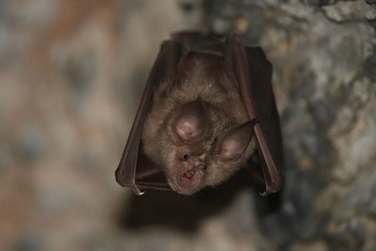 A bat collected from Cary home tests positive for rabies, marking first ...