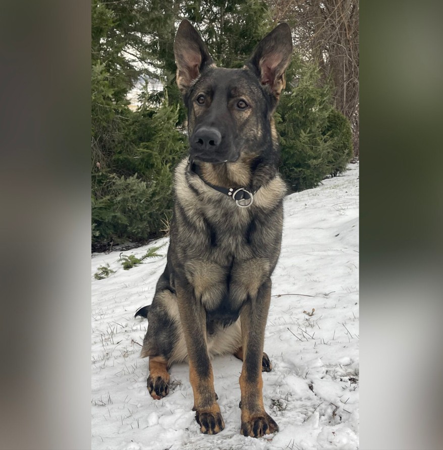 ‘Christmas night save’: Lake County sheriff’s canine tracks down woman ...